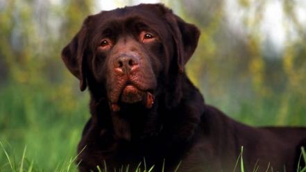 Animals dogs labrador retriever wallpaper