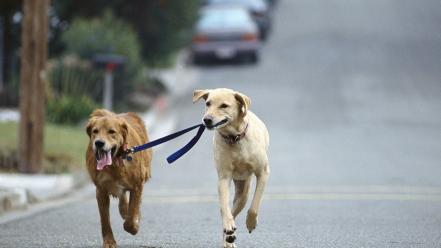 Animals dogs wallpaper
