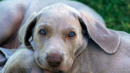 Animals dogs wallpaper