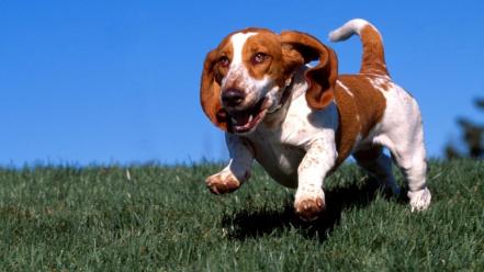 Animals dogs wallpaper