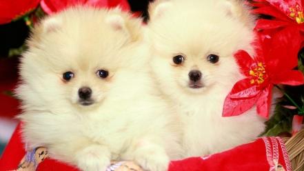 Animals dogs puppies pomeranian wallpaper