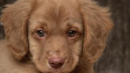 Animals dogs puppies retriever wallpaper