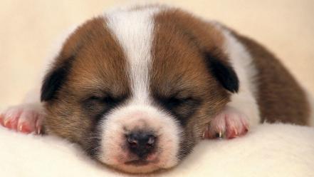 Animals dogs puppies sleeping wallpaper