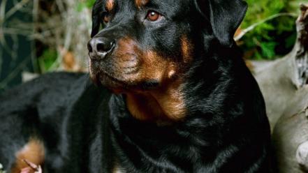 Animals dogs rottweiler wallpaper