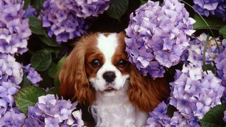 Animals dogs spaniel king charles hydrangeas wallpaper