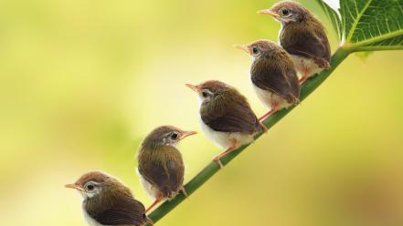 Birds animals low resolution baby wallpaper