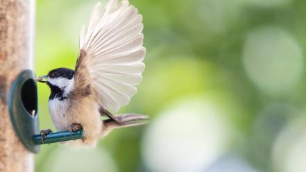 Birds animals wallpaper