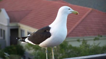 Birds seagulls wallpaper
