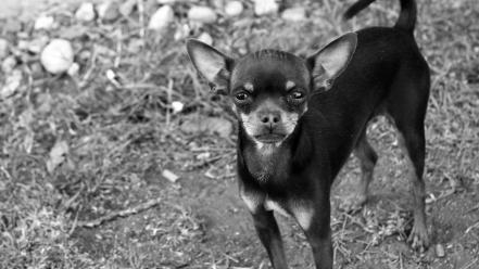 Black and white animals dogs pets wallpaper