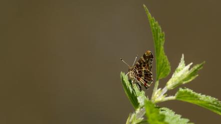Butterflies wallpaper