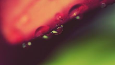 Close-up nature leaves water drops macro wallpaper