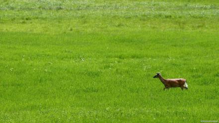 Fields deer white tail wallpaper