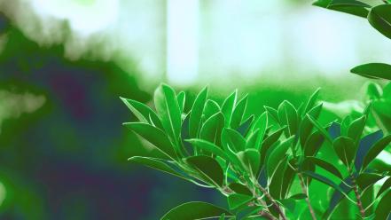 Green nature plants wallpaper