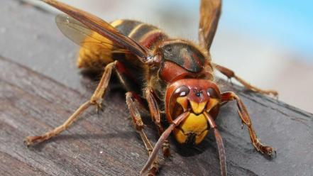 Insects wasp wallpaper