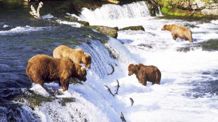 Landscapes fish bears waterfalls rivers salmon wallpaper