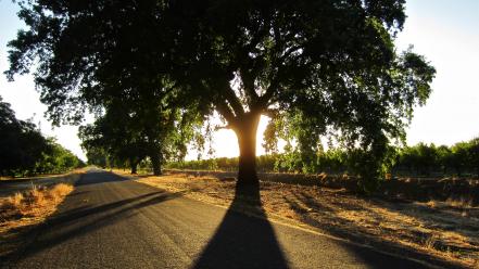 Landscapes nature trees mighty oak wallpaper