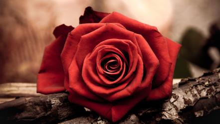 Nature flowers roses red rose wallpaper