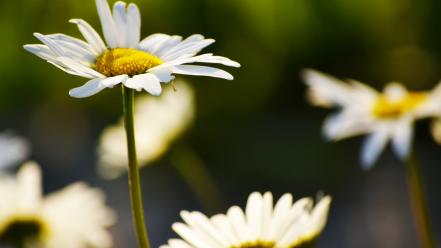 Nature flowers white daisies wallpaper