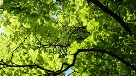 Nature trees wallpaper