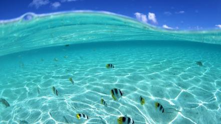 Ocean fish seascapes split-view wallpaper