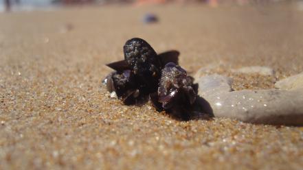 Sand seashells wallpaper