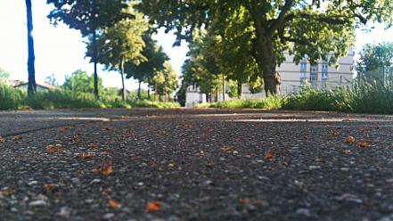 Trees asphalt wallpaper