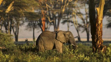 African africa tanzania wallpaper