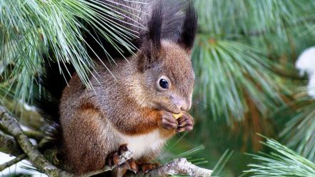 Animals leaves squirrels wallpaper