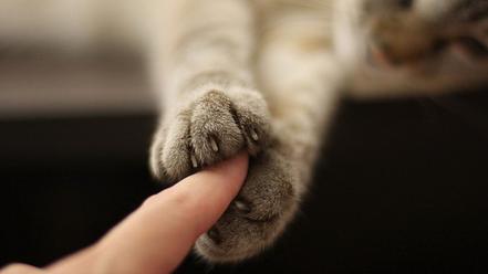 Cats animals fingers friendship paws touching wallpaper