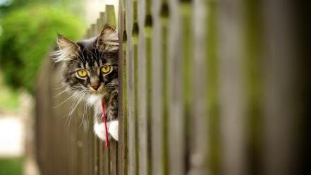 Cats animals outdoors wallpaper