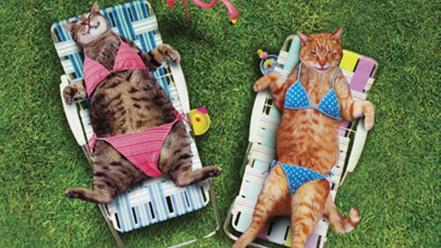 Cats funny animals wallpaper