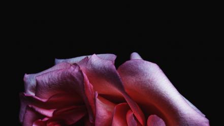 Dark flowers flora roses wallpaper
