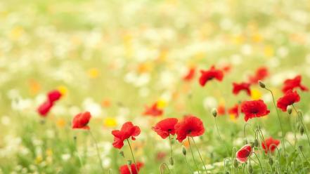Fields poppies wallpaper