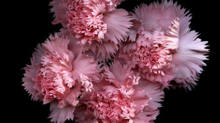 Flowers black background pink carnations wallpaper