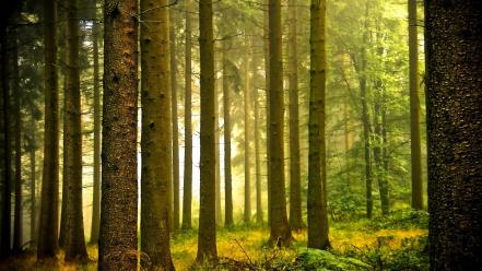 Forest wallpaper