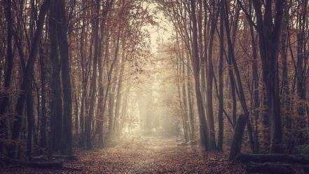 Forest path sepia wallpaper