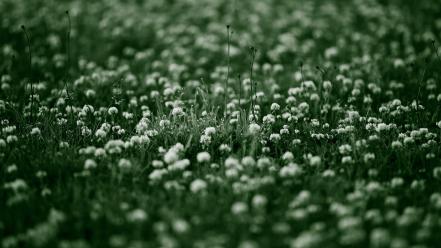 Grass bokeh depth of field dew white flowers wallpaper