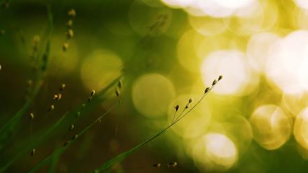 Grass bokeh wallpaper