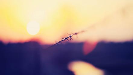Lighting barb wire wallpaper