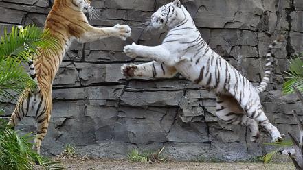 Nature animals tigers wallpaper