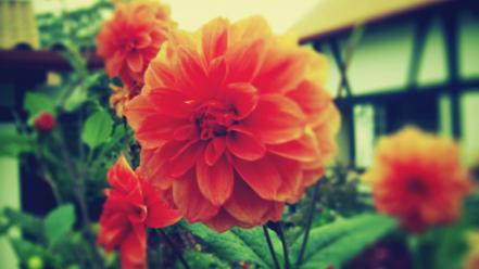Nature flowers instagram wallpaper