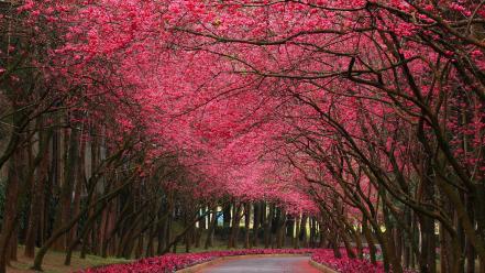 Nature wallpaper