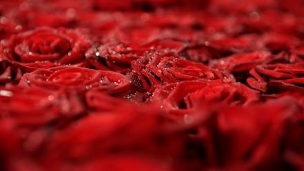 Nature roses red flowers rose wallpaper