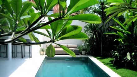 Plants swimming pools wallpaper