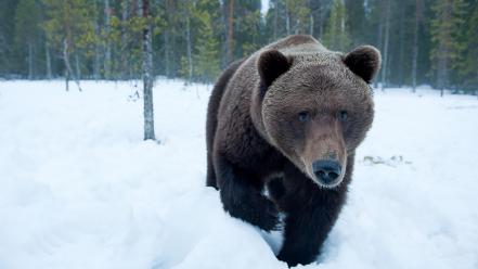 Snow forest bears wallpaper