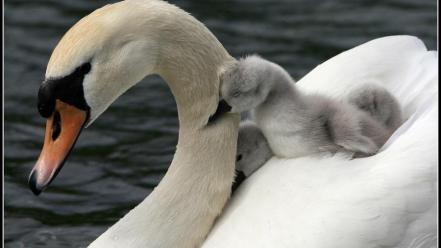 Swans baby birds wallpaper