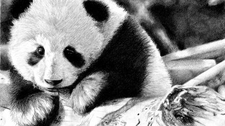 Wall panda bears wallpaper