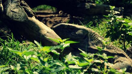 Wood animals grass camouflage iguana wallpaper
