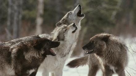 Animal world wolves wallpaper