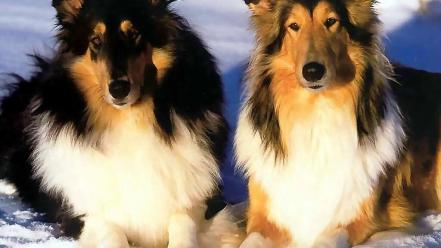 Animals dogs wallpaper